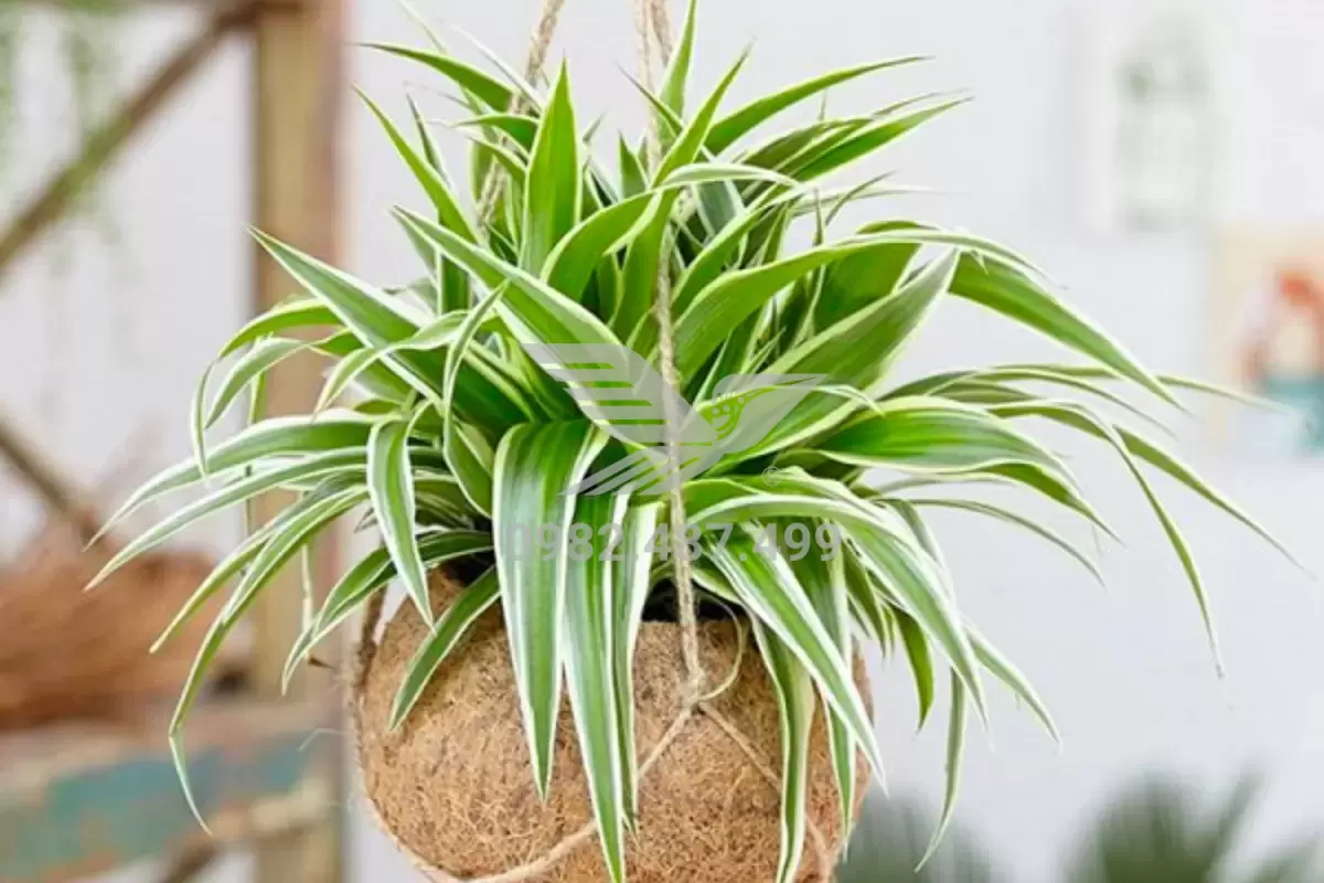 cay-lan-chi-menh-thuy