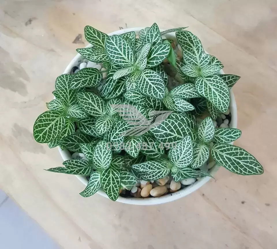 cay-May-Man-menh-tho