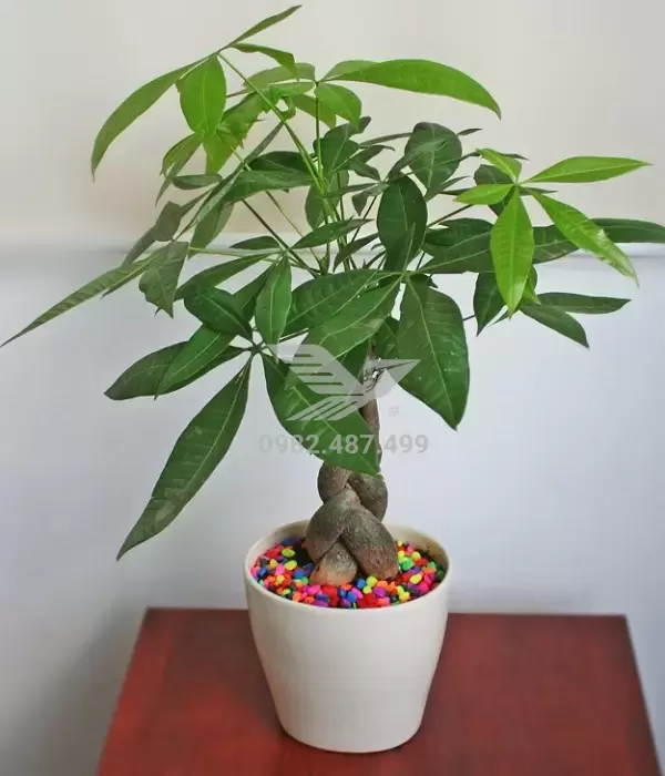 cay-kim-ngan-menh-kim