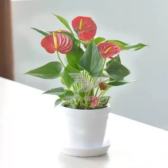 cay-hong-mon-menh-hoa