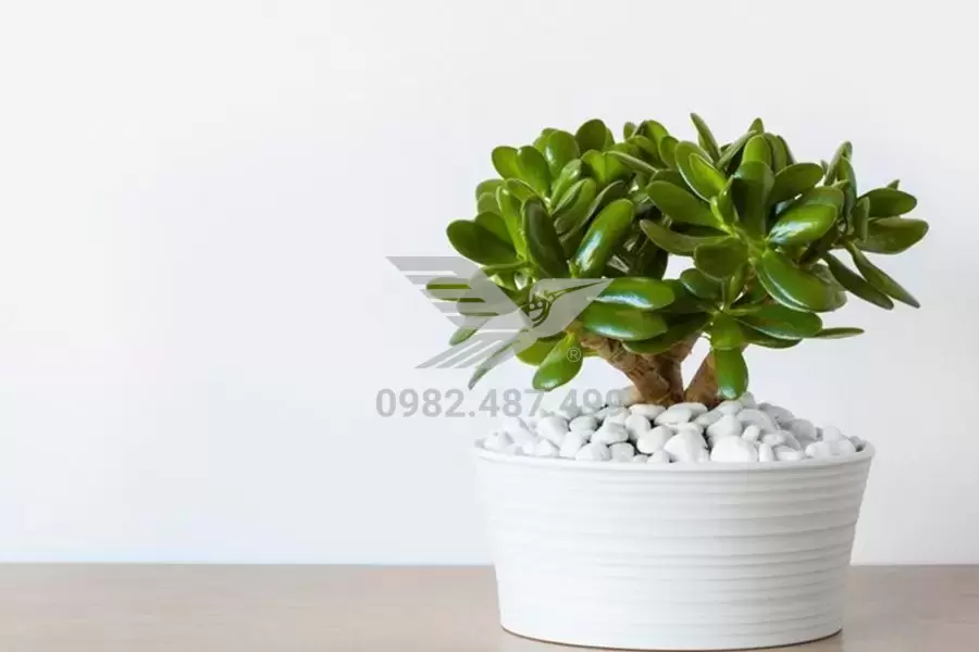 cay-ngoc-bich-menh-moc