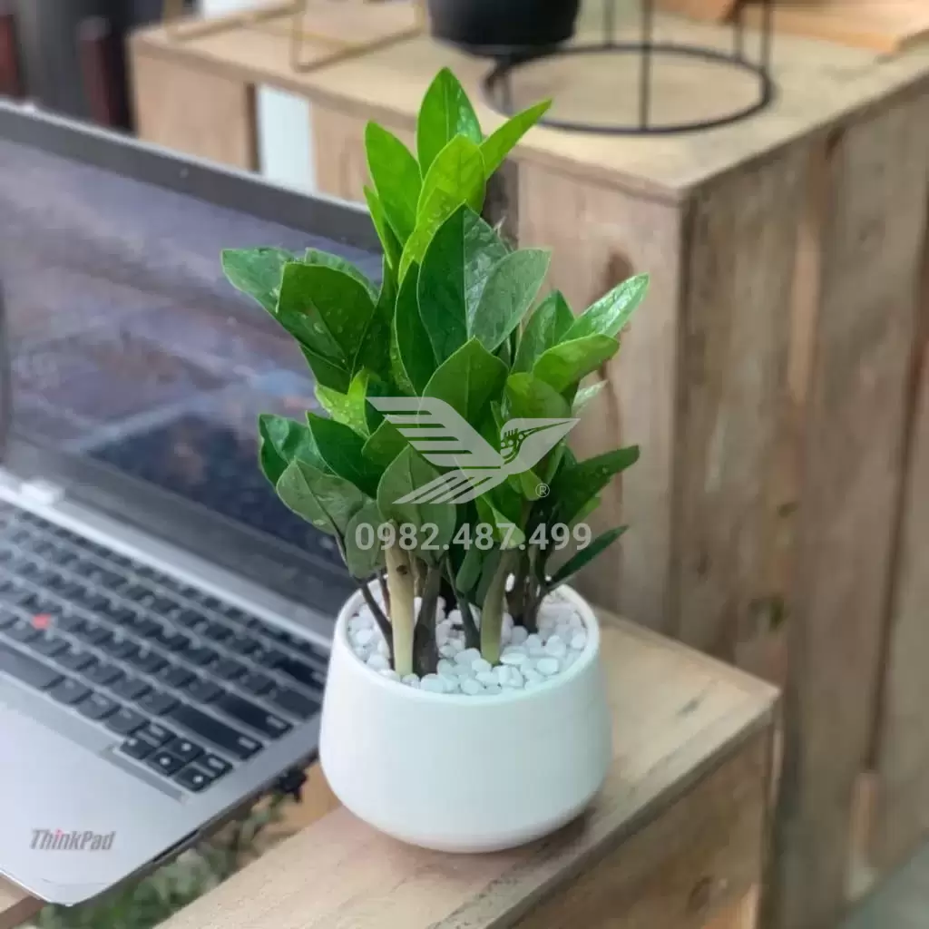 cay-kim-tien-menh-thuy