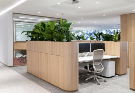 Các Cây Để Bàn Làm Việc Hợp Phong Thủy Theo Từng Mệnh