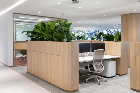 Các Cây Để Bàn Làm Việc Hợp Phong Thủy Theo Từng Mệnh