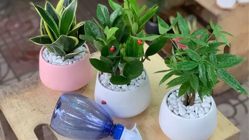 tuoi-nuoc-cay-dong-tu-trach