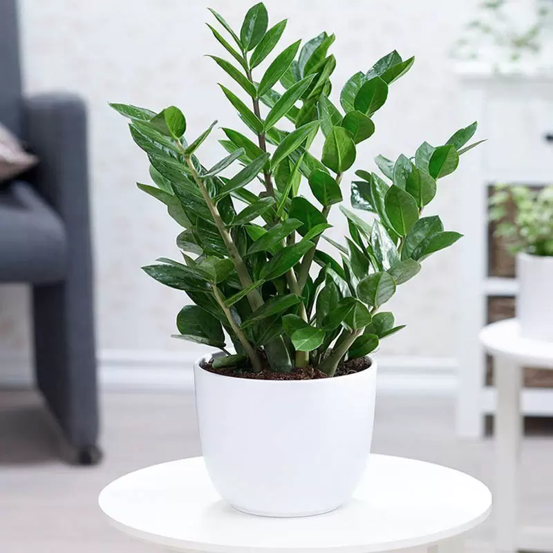 kim-tien-tay-tu-trach