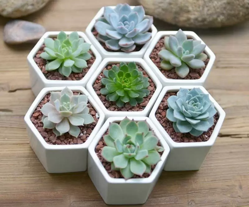 Cây Phong Thủy Hợp Với Mạng Tây Tứ Trạch – Tài Lộc & May Mắn